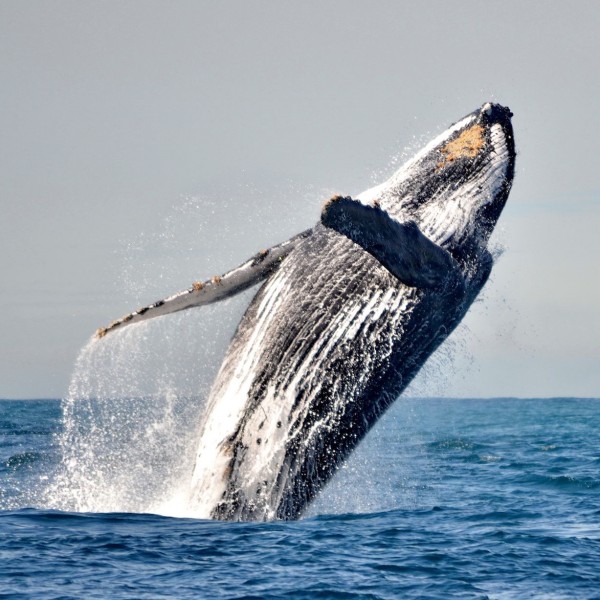 whale jumping in algoa bay