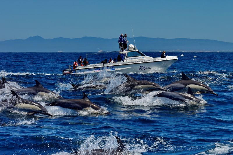 school of dolphins seen on tour with raggy charters
